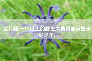 详细阅读:望月鳝(一斤以上的野生大黄鳝通常要长多少年) 望月鳝(一斤以上的野生大黄鳝通常要长多少年)