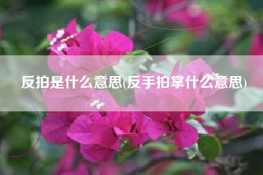 反拍是什么意思(反手拍掌什么意思)