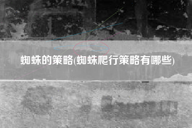 蜘蛛的策略(蜘蛛爬行策略有哪些)