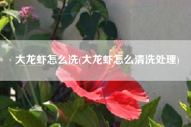 大龙虾怎么洗(大龙虾怎么清洗处理)