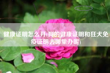 健康证明怎么开(狗的健康证明和狂犬免疫证明去哪里办呢)