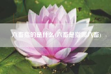 六畜指的是什么(六畜是指哪六畜)