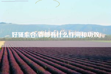 好骚宗合(百部有什么作用和功效)