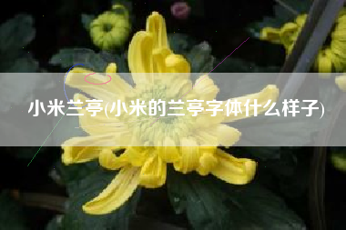 小米兰亭(小米的兰亭字体什么样子)
