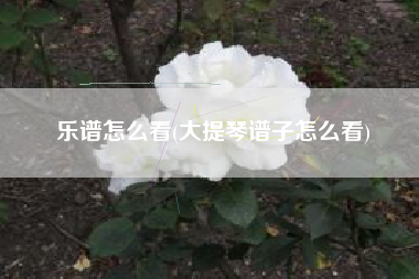 乐谱怎么看(大提琴谱子怎么看)