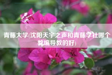 青藤大学(沈阳天宇之声和青藤学社哪个教编导教的好)