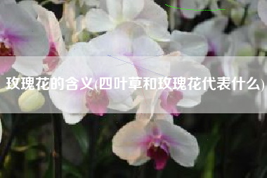 玫瑰花的含义(四叶草和玫瑰花代表什么)