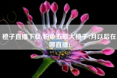 橙子直播下载(粉鱼五歌大橙子7月以后在哪直播)