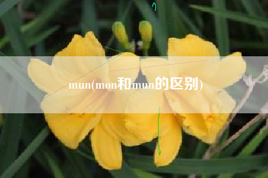 mun(mon和mun的区别)