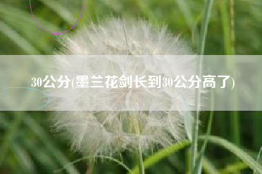 30公分(墨兰花剑长到30公分高了)