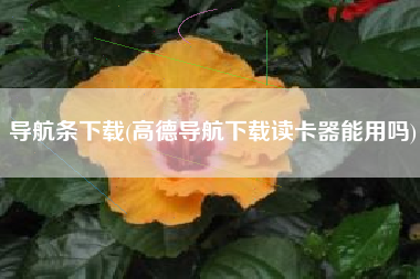 导航条下载(高德导航下载读卡器能用吗)