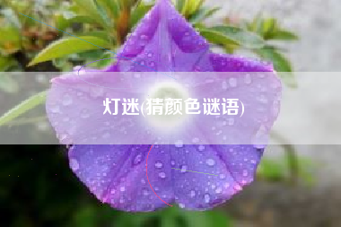灯迷(猜颜色谜语)