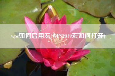 wps如何启用宏(WPS2019宏如何打开)