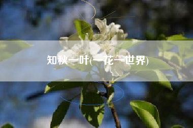 知秋一叶(一花一世界)