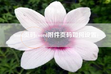 word页码(word附件页码如何设置)