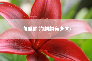 海麒麟(海麒麟有多大)