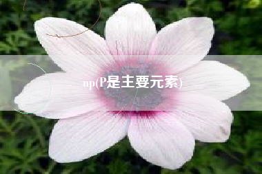 np(P是主要元素)