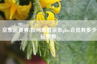 京东运费券(如何查看京东plus会员有多少运费券)