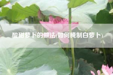 酸甜萝卜的做法(如何腌制白萝卜)