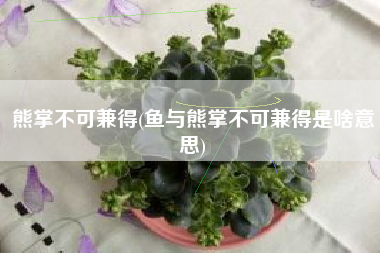 熊掌不可兼得(鱼与熊掌不可兼得是啥意思)
