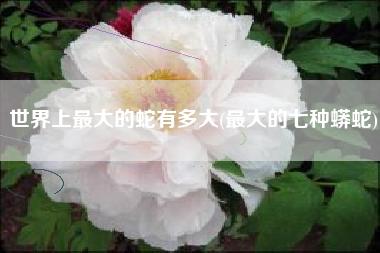 世界上最大的蛇有多大(最大的七种蟒蛇)