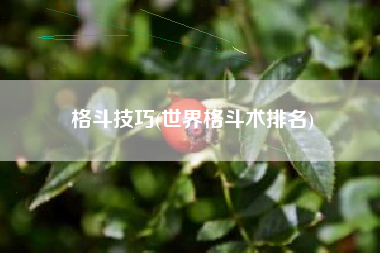 格斗技巧(世界格斗术排名)