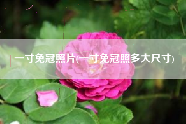 一寸免冠照片(一寸免冠照多大尺寸)