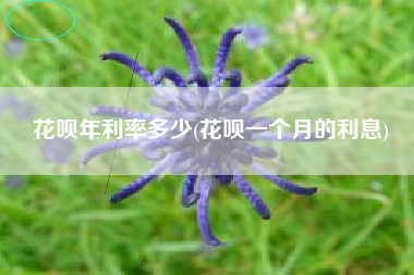 花呗年利率多少(花呗一个月的利息)