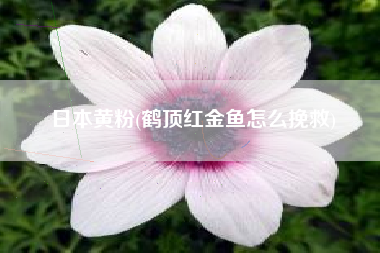 日本黄粉(鹤顶红金鱼怎么挽救)