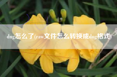 dng怎么了(raw文件怎么转换成dng格式)
