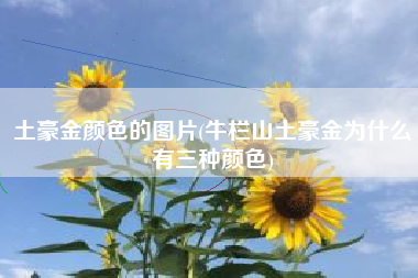 土豪金颜色的图片(牛栏山土豪金为什么有三种颜色)