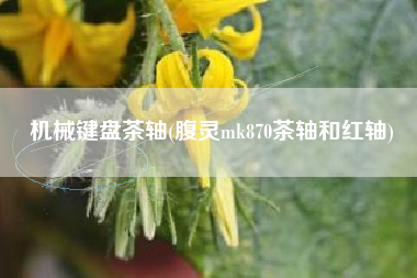 机械键盘茶轴(腹灵mk870茶轴和红轴)