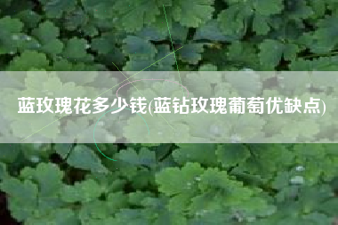 蓝玫瑰花多少钱(蓝钻玫瑰葡萄优缺点)