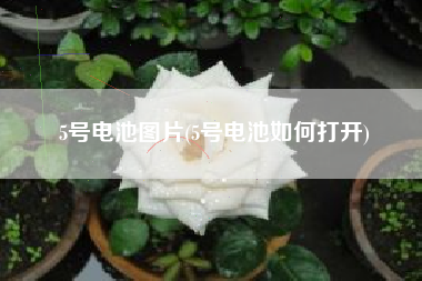 详细阅读:5号电池图片(5号电池如何打开) 5号电池图片(5号电池如何打开)