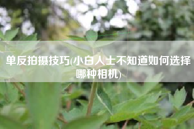 单反拍摄技巧(小白人士不知道如何选择哪种相机)