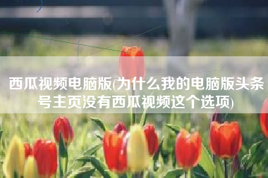 西瓜视频电脑版(为什么我的电脑版头条号主页没有西瓜视频这个选项)