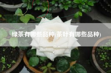 详细阅读:绿茶有哪些品种(茶叶有哪些品种) 绿茶有哪些品种(茶叶有哪些品种)