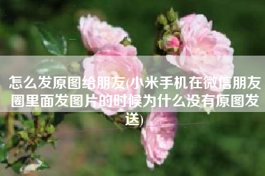 怎么发原图给朋友(小米手机在微信朋友圈里面发图片的时候为什么没有原图发送)