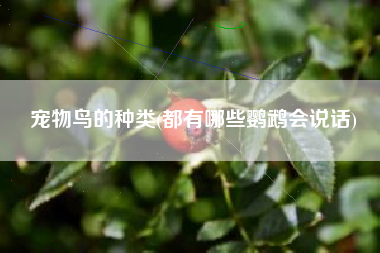 宠物鸟的种类(都有哪些鹦鹉会说话)
