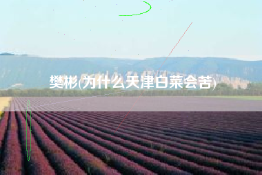 樊彬(为什么天津白菜会苦)