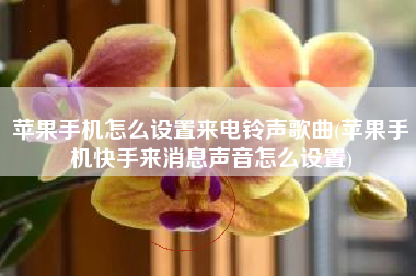 苹果手机怎么设置来电铃声歌曲(苹果手机快手来消息声音怎么设置)