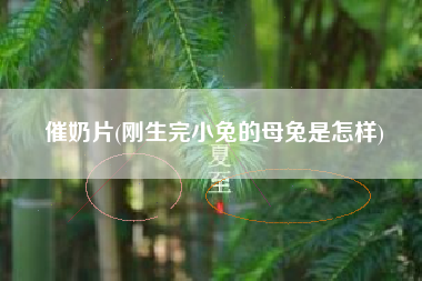 催奶片(刚生完小兔的母兔是怎样)