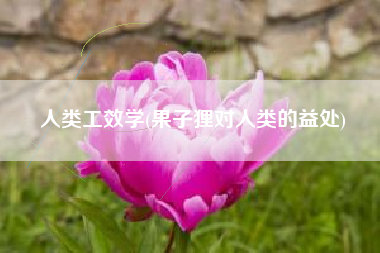 人类工效学(果子狸对人类的益处)
