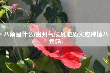 八角是什么(贵州气候及地质实应种植八角吗)