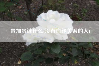 详细阅读:鼠加晏读什么(没有血缘关系的人) 鼠加晏读什么(没有血缘关系的人)
