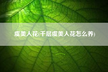 虞美人花(千层虞美人花怎么养)