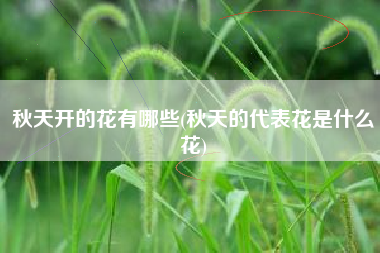 秋天开的花有哪些(秋天的代表花是什么花)