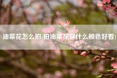 油菜花怎么拍(拍油菜花穿什么颜色好看)