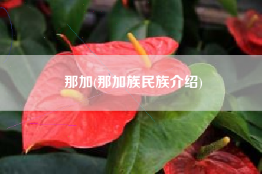 那加(那加族民族介绍)
