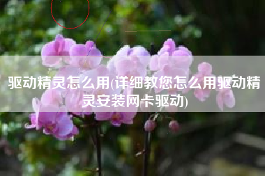 驱动精灵怎么用(详细教您怎么用驱动精灵安装网卡驱动)